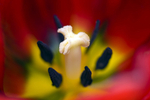 Flower - 6401
