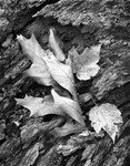 1288 - Red Oak Leaf on Bark