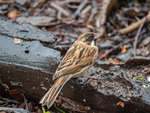 Reed Bunting
