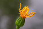 In the world of Flowers