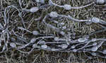 Shoreline frost patterns, Isle of Mull, Scotland