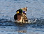 December 2021 - Mallard