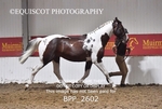 BPP_2602