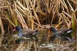 Moorhens foraging among the reeds