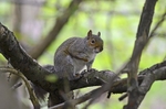 Grey Squirrel