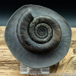Sold amm 1412 Dactylioceras tenuicostatum