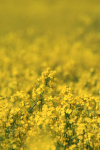 Rapeseed Field _ FL053