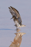 Baird's Sandpiper touches down, Chaxa, Chile