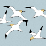 Gannets