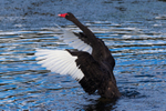 Black Swan Performing 5. 0A3A1400