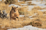 Female Puma Dania bounds forward, Torres del Paine, Chile