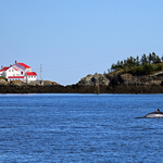 Minke Whale in Scenic Waters