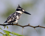 Pied Kingfisher perched on a branch