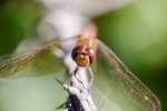 Male Common darter