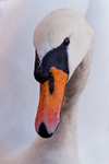 The Swan