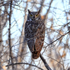 Great Horned Owl, Bosque del Apache, New Mexico