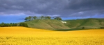 Cherhill Whitehorse, Wiltshire EDC036