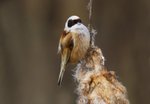 Male Penduline Tit