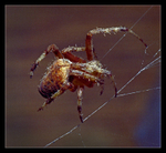 Brown Spider