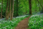 Cadora Woods