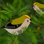 Goldcrests