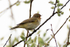 Singing Chiffchaff at Otmoor