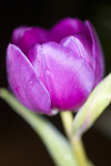 Flower - 2999