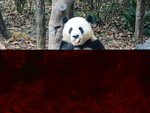 CHINA__0060