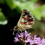 Red-underwing Skipper (Spialia sertorius)