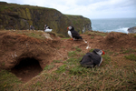 Skomer island nesting site in Wales