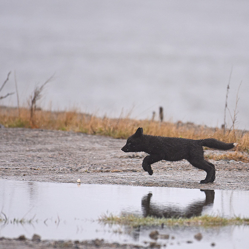 Vulpes Vulpes Black Fox Kit @ Play.
