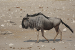 Lone Wildebeest