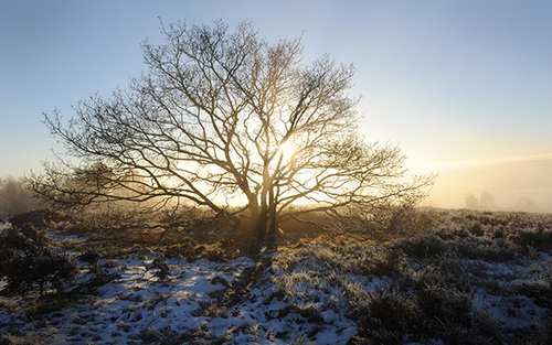 Gentleshaw Common