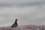 Teesdale  2018-04-18 15-15-01 