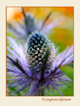 Eryngium alpinum 3