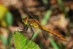 July to August 2010 - Ruddy Darter