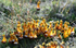 Mountain Orchid