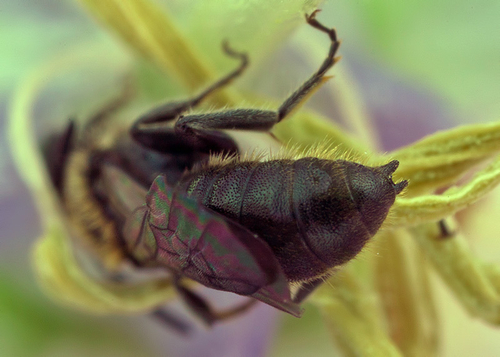 In a [i]Campanula[/i] flower - Warwickshire, July 2012. Close-up of double-pronged "peg" on tip of abdomen.