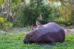 Capybara with bird