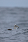 Salvin's Albatross behind wave, Pacific Ocean, Chile
