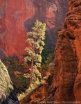 Lone Pine Canyon