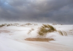Windswept - Holkham Beach
