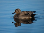Gadwall