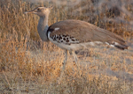Kori Bustard, Botswana