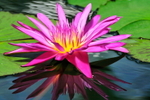 Botanical portfolio
