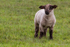 Spring lamb