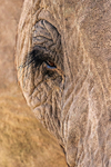 Desert Elephant