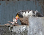 Peregrine Falcon - Falco peregrinus