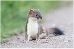 Stoat Portrait 