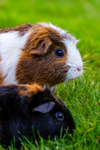 guinea pig cavia porcellus-1277
